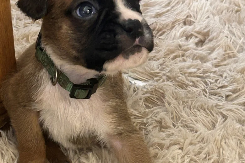 Boxer