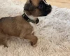 Boxer