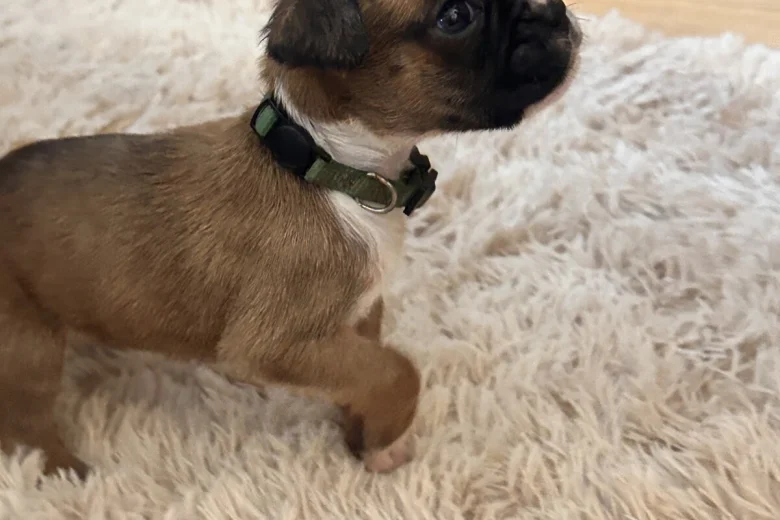 Boxer