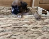 Boxer