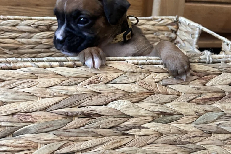 Boxer