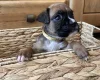 Boxer