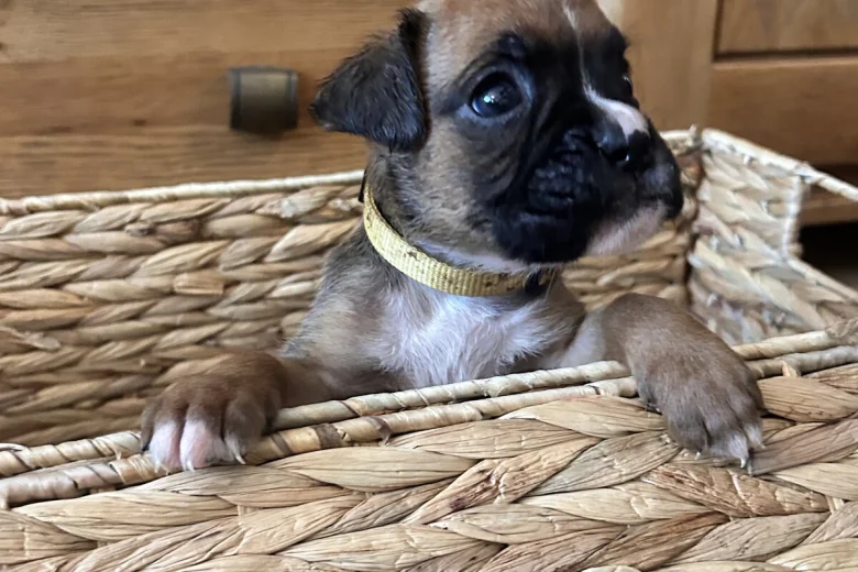Boxer