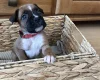 Boxer