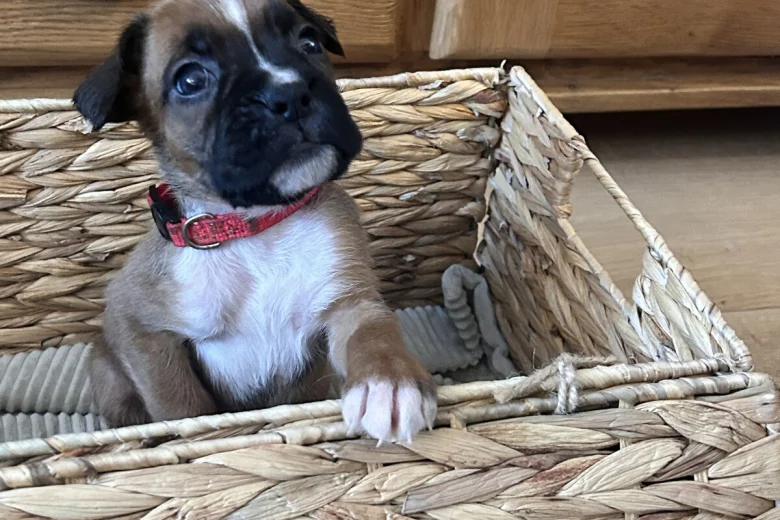 Boxer