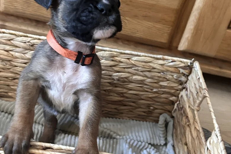 Boxer
