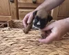Boxer