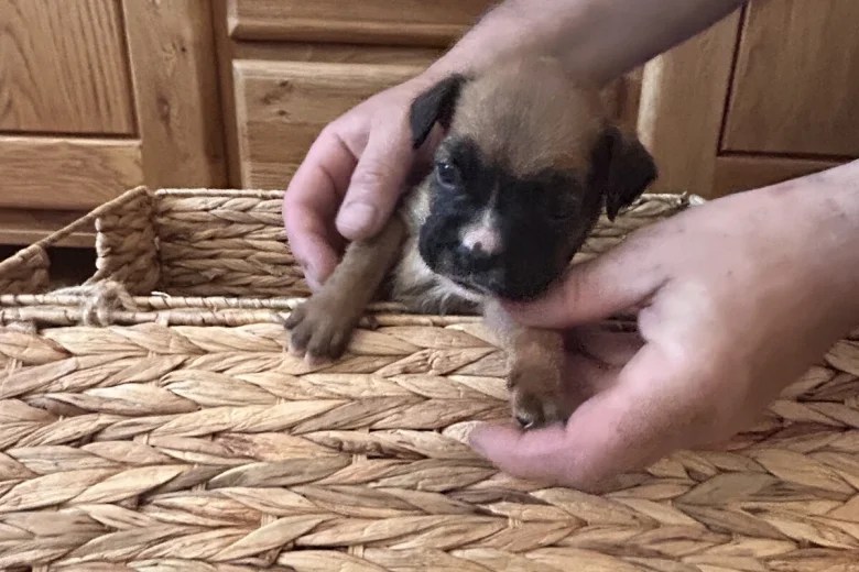 Boxer