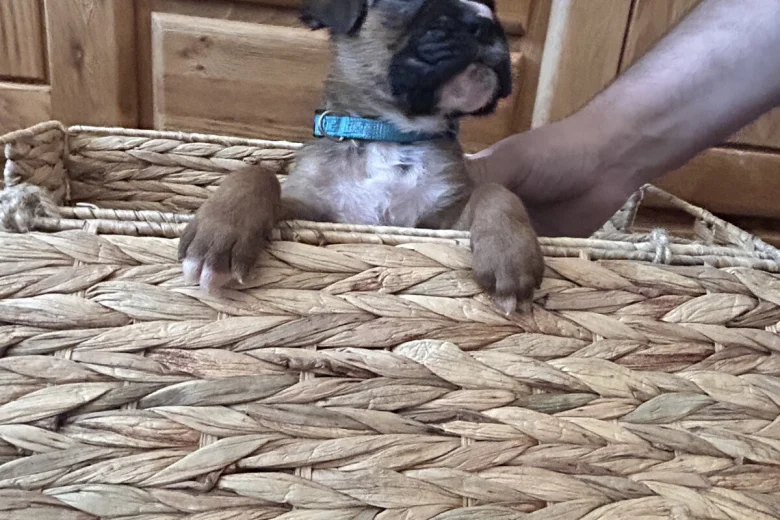 Boxer