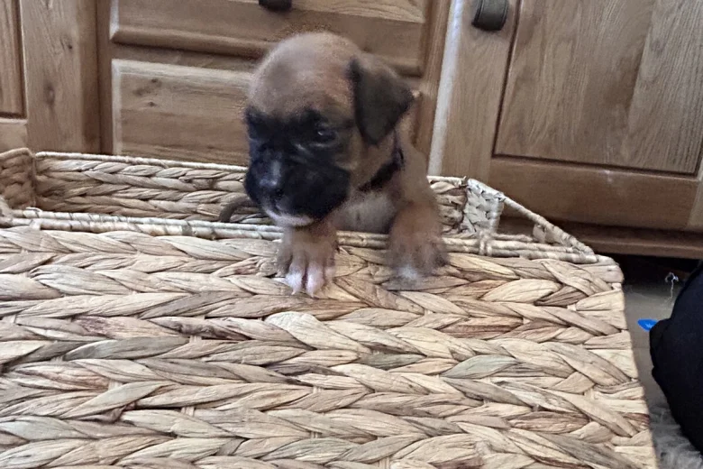 Boxer