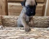 Boxer
