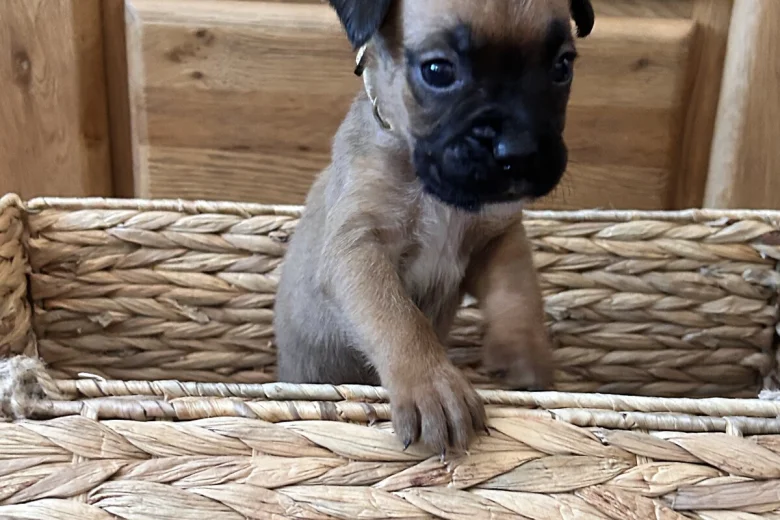 Boxer