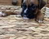 Boxer