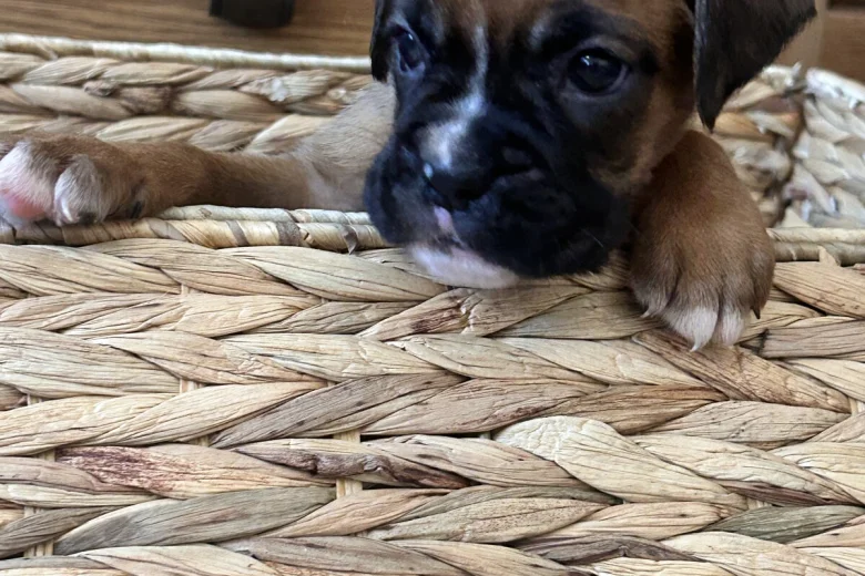 Boxer