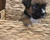 Boxer