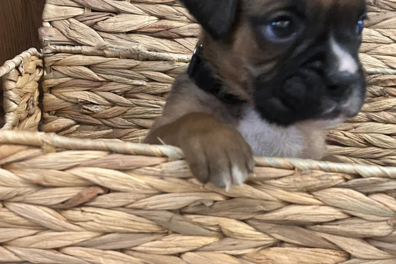 Boxer