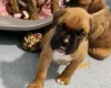 Boxer