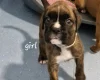 Boxer
