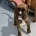 Boxer