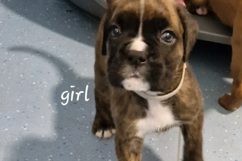 Boxer