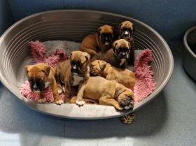 Boxer
