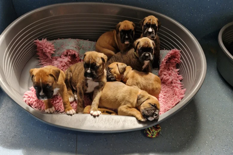 Boxer