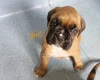 Boxer