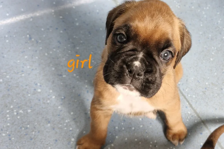 Boxer
