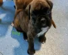 Boxer