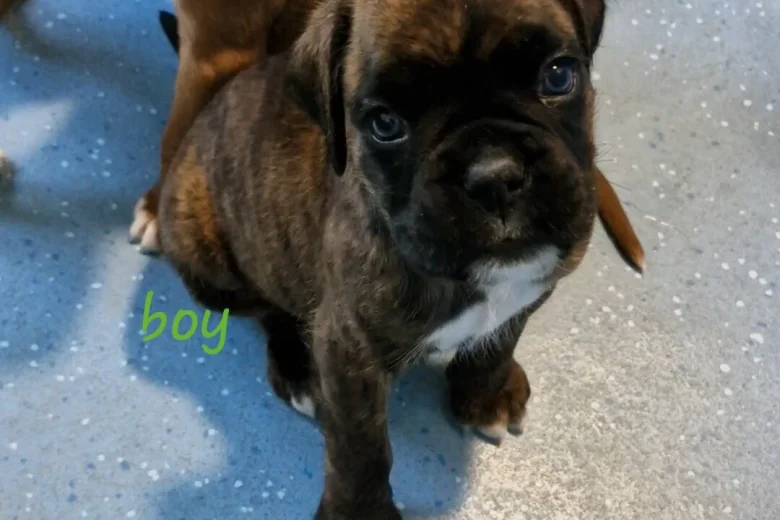 Boxer