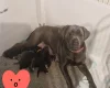 Cane Corso
