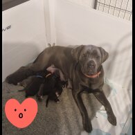 Cane Corso