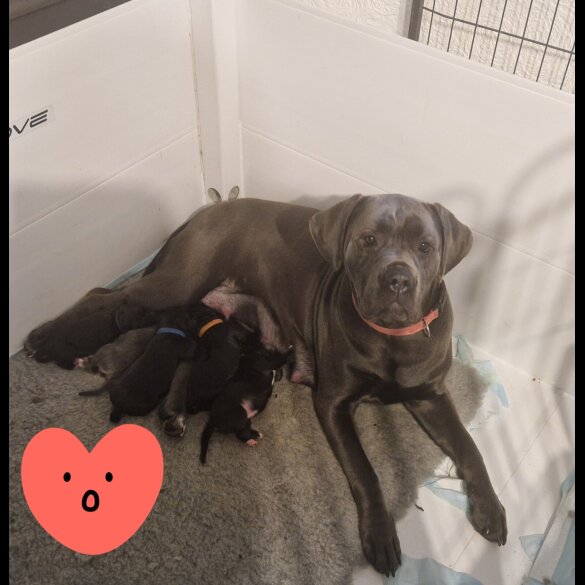 Cane Corso