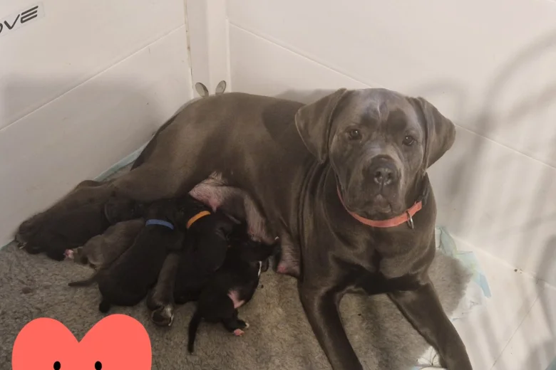 Cane Corso