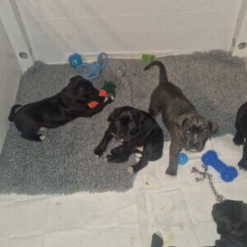 Cane Corso