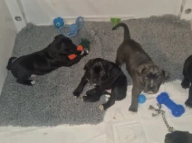 Cane Corso