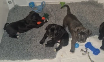 Cane Corso