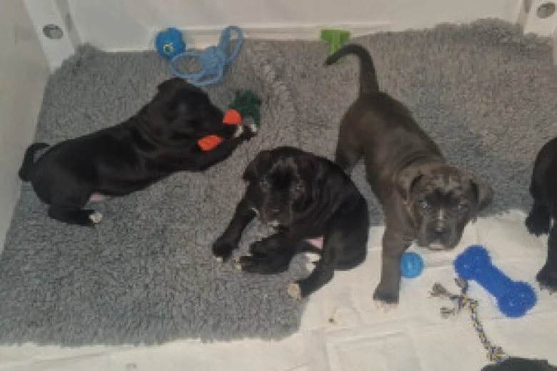 Cane Corso