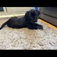 Cane Corso