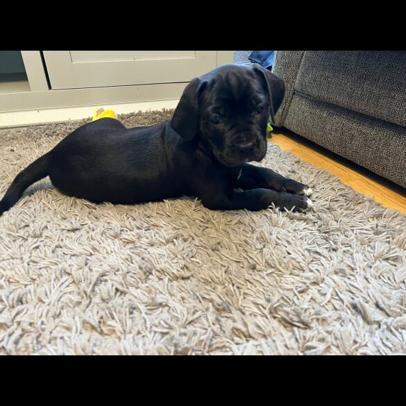 Cane Corso