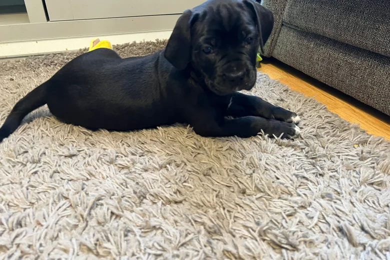Cane Corso