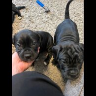 Cane Corso