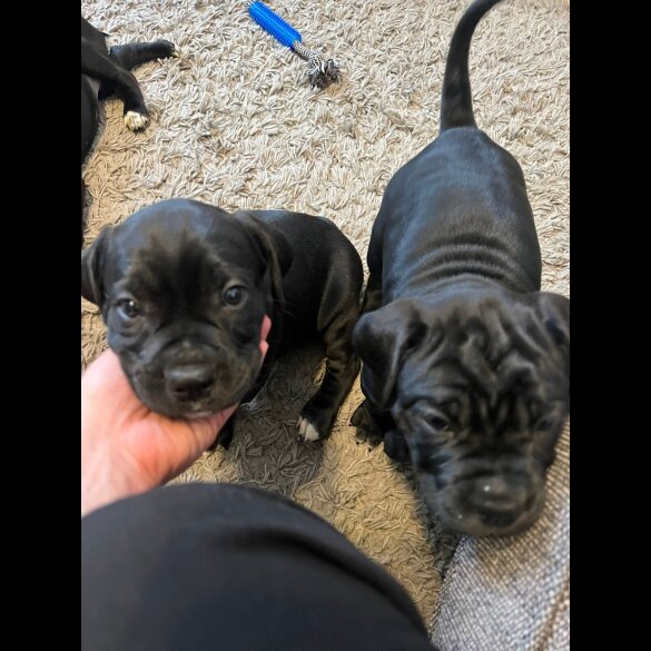 Cane Corso