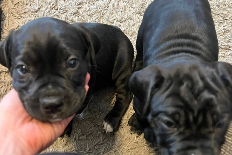 Cane Corso