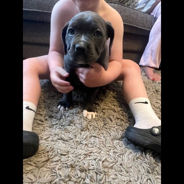 Cane Corso