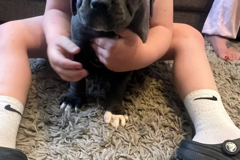 Cane Corso