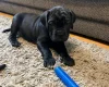 Cane Corso