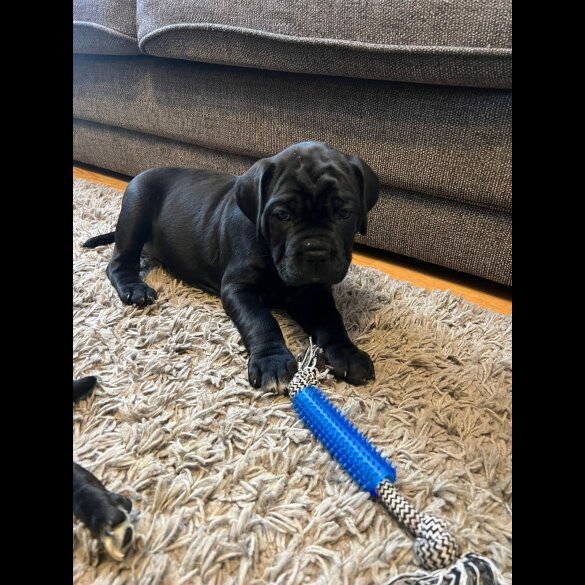 Cane Corso