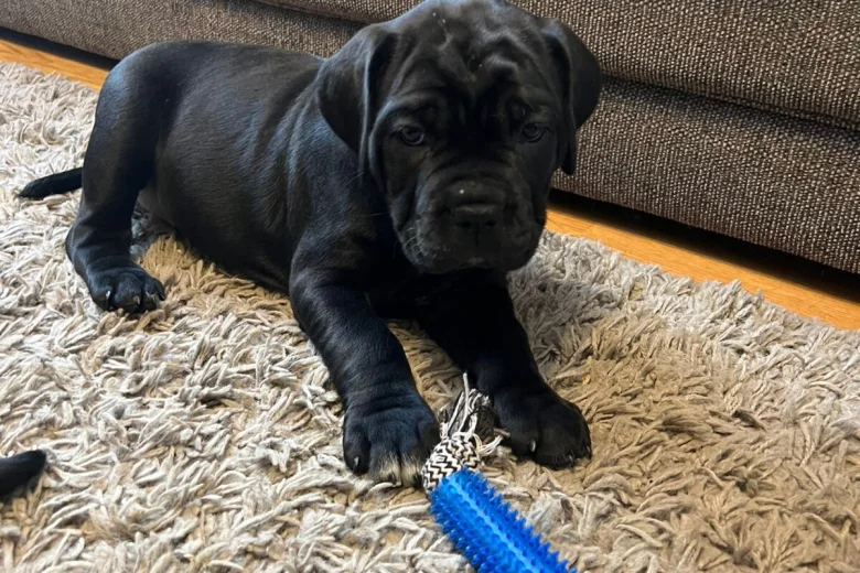Cane Corso