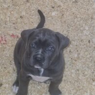 Cane Corso